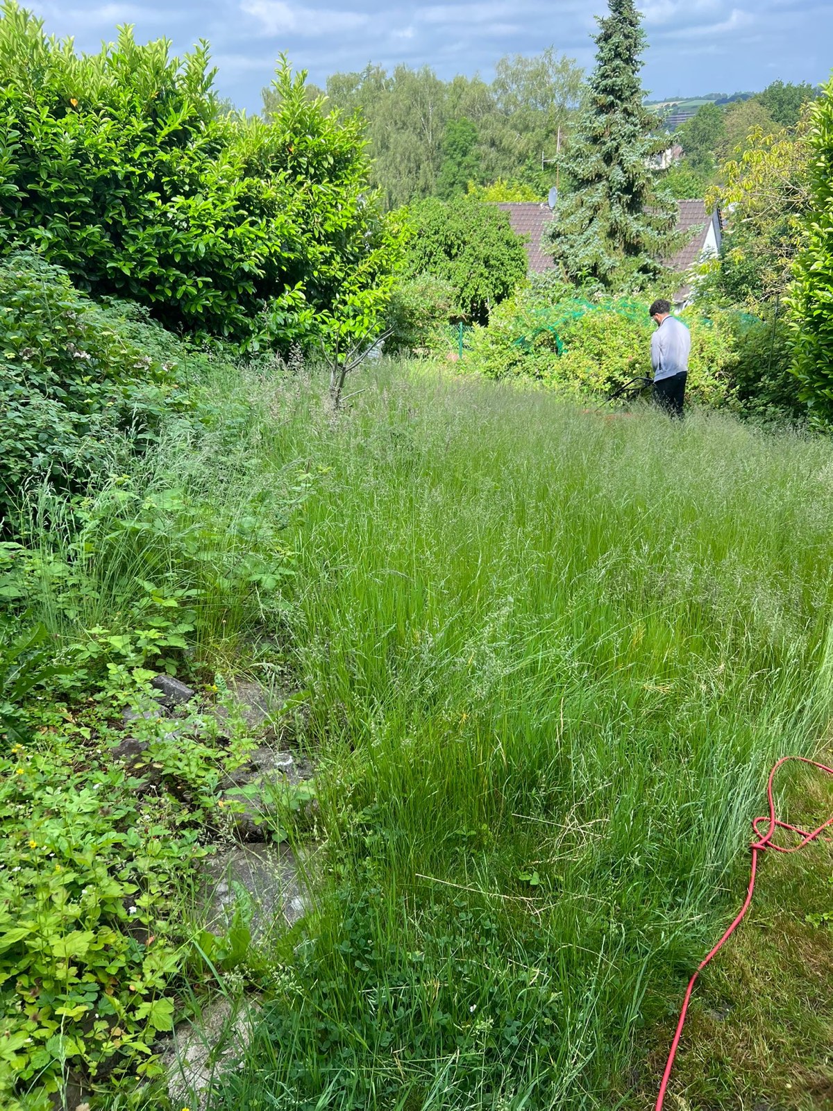 Stark bewachsene Rasenfläche vor der Gartenarbeit